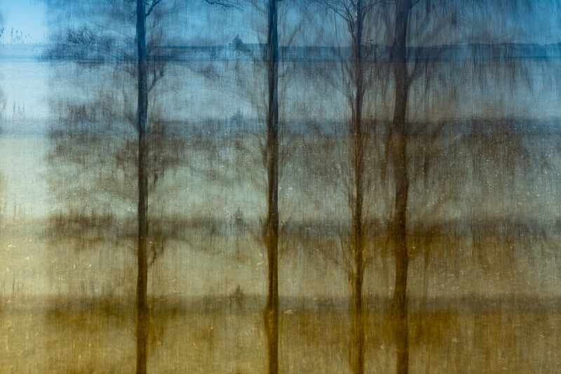 Four bare trees silhouetted against layered sky transitioning from blue to warm earth tones.
