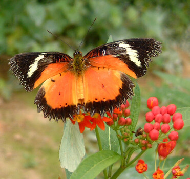 Image "Plain Lacewing Butterfly" by Pat Burns