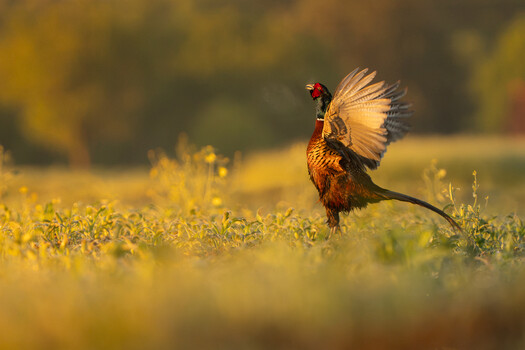 Image "Common pheasant (Phasianus colchicus)" by Danijel Turnšek