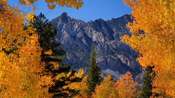 Golden aspen trees frame a rocky mountain peak against clear blue sky