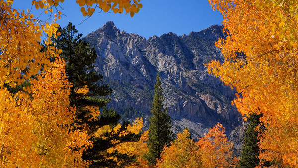 Golden aspen trees frame a rocky mountain peak against clear blue sky