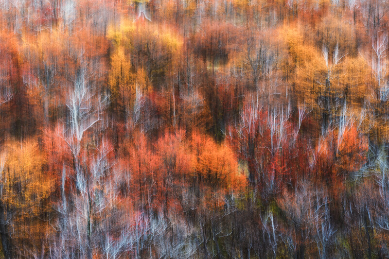 Aerial view of autumn forest with birch trees displaying golden, orange, and red foliage